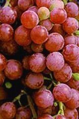 Grape Red Suffolk Vitis labrusca 'Suffolk' (Red Suffolk Table Grape)