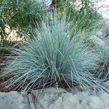 GR Helictotrichon sempervirens (Blue Oat Grass)