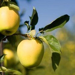 Fruit Malus pumila (Ein Shemer Apple (Ultra Dwarf))