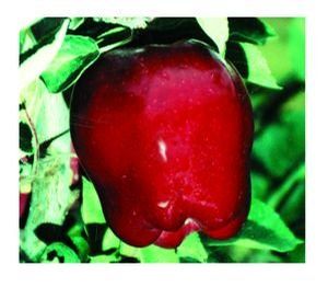 Fruit Malus pumila (Red Delicious Apple (Dwarf))