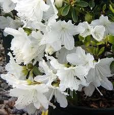 Azalea Glenn Dale (Delaware Valley White Azalea)