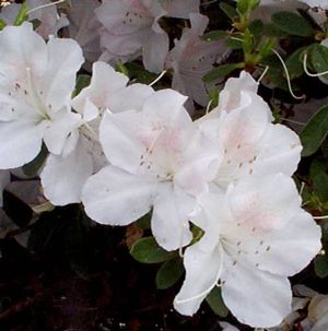 Azalea (Everest (Glen Dale) Evergreen Azalea)