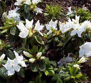 Azalea (Treasure (Glen Dale) Azalea)