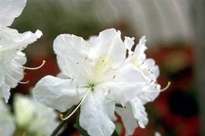 Azalea (Girard's Pleasant White (Girard) Azalea)