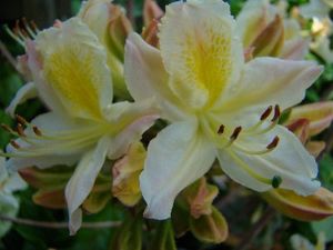 Azalea (Daviesii Ghent Azalea)