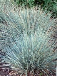 GR Helictotrichon sempervirens (Sapphire Blue Oat Grass)