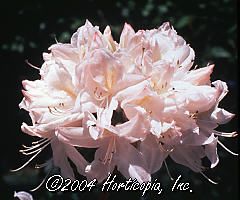 Azalea (White Lights Deciduous Azalea)