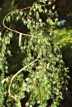 Betula pendula (Young's Weeping Birch)