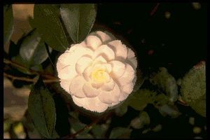 Camellia japonica (Fimbriata Camellia)
