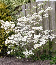 Cornus Florida (Cloud Nine Dogwood)