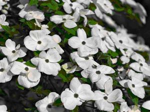 Cornus florida x nutallii (Eddy's White Wonder Hybrid Dogwood)