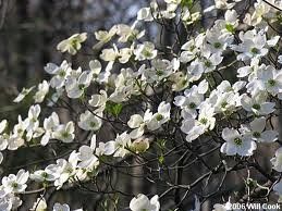 Cornus florida (Florida White Flowering Dogwood)