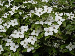 Cornus Kousa (Chinese Dogwood Kousa)