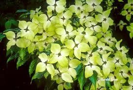 Cornus kousa (Autumn Rose Kousa Dogwood)