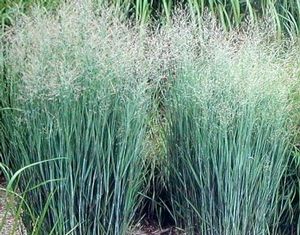 GR Panicum virgatum (Heavy Metal Switch Grass)