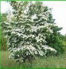 Cornus kousa (Chinese selection Kousa Dogwood)