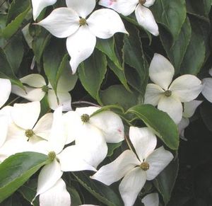 Cornus Kousa (Lustgarten Weeping Kousa Dogwood)