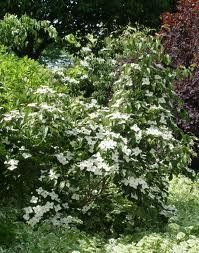 Cornus kousa (Milky Way Kousa Dogwood)