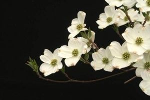 Cornus kousa (Kousa Dogwood 'New Baby')