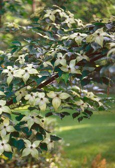 Cornus kousa (Summer Stars Kousa Dogwood)