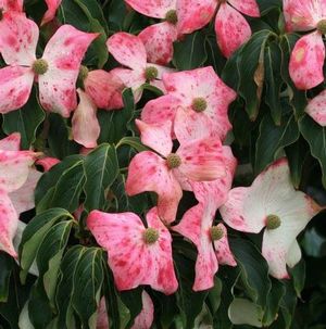 Cornus kousa (Trinity Star Kousa Dogwood)