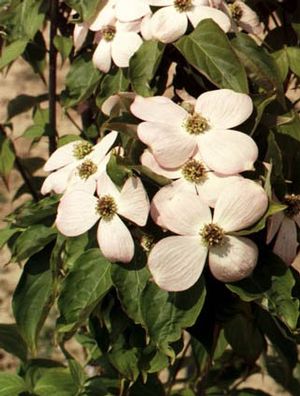 Cornus kousa (Aurora Hybrid (Rutgers) Dogwood)