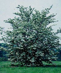 Cornus kousa (Celestial Hybrid (Rutgers) Dogwood)