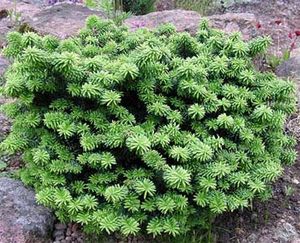 Abies balsamea (Dwarf Balsam Fir)