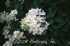 Hydra paniculata (Pee Gee (Paniculata Grandiflora) Hydrangea)