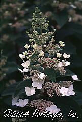 Hydra paniculata (Tardiva Hydrangea)