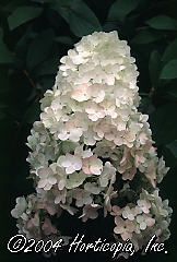 Hydra paniculata (Unique Hydrangea)