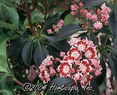 Kalmia latifolia (Bullseye Mountain Laurel)