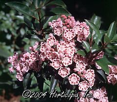 Kalmia latifolia (Freckles Mountain Laurel)