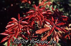 Pieris japonica (Mountain Fire Pieris)