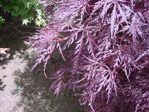 Acer palmatum (Sharp's Pygmy Japanese Maple)