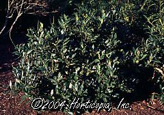 Prunus laurocerasus (Otto Luyken English Laurel)