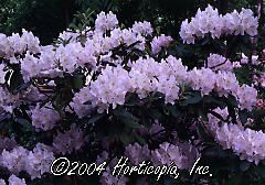 Rhododendron (Album Elegans Rhododendron)