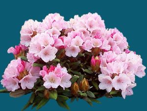 Rhododendron Yakushimanum (Anna H. Hall)