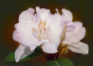 Rhododendron (Balta Rhododendron)
