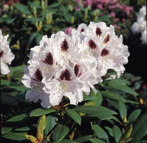 Rhododendron (Calsap Rhododenron)