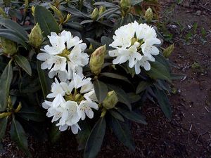 Rhododendron (Chionoides Rhododendron)