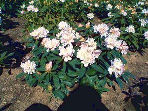 Rhododendron (Christmas White Rhododendron)