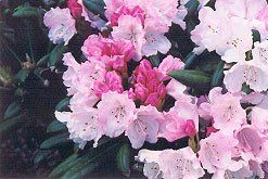 Rhododendron yakushimanum (Crete Yak Rhododendron)