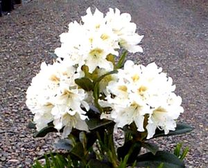 Rhododendron (Cunningham's White Rhododendron)