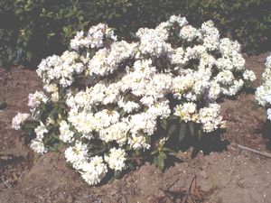 Rhododendron (Dora Amateis Rhododendron)