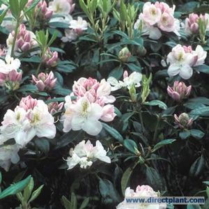 Rhododendron (Gomer Waterer Rhododendron)