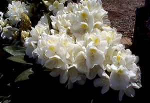 Rhododendron (Ice Cube Rhododendron)