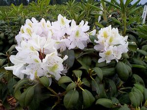 Rhododendron (Lodestar Rhododenron)