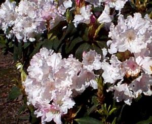 Rhododendron (Loder's White Rhododendron)