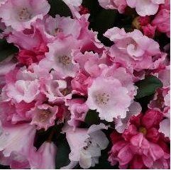 Rhododendron Yakushimanum (Mardi Gras Yakushimanum Rhododendron)